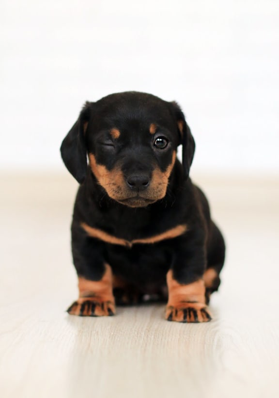 Pet Friendly Apartments Omaha NE Centre Ridge Apartments